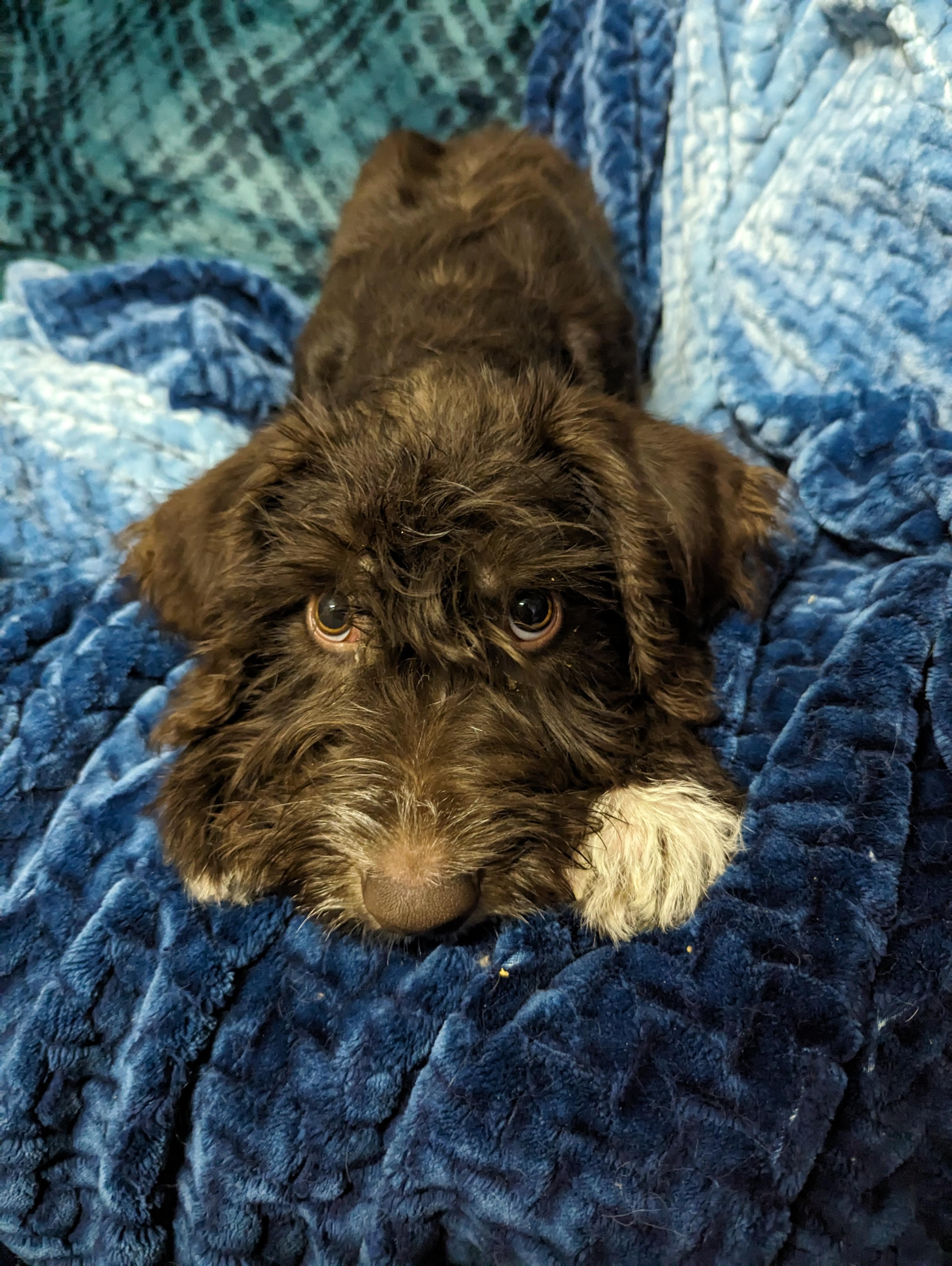 Enlarge Elvis, a Adopted German Wirehaired Pointer in Wasilla, AK image 1/2