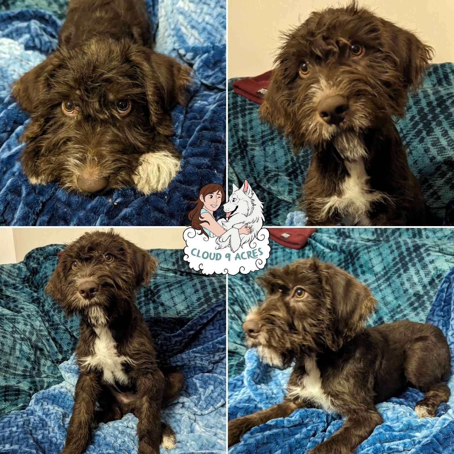 Enlarge Elvis, a Adopted German Wirehaired Pointer in Wasilla, AK image 2/2