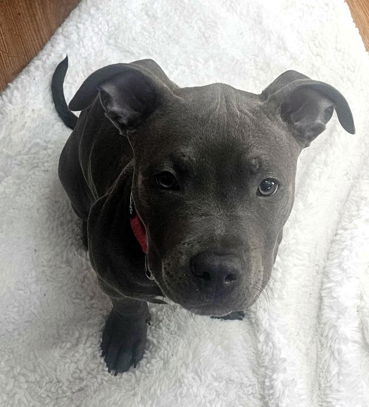 Smooch, Adopted, Puppy Male Pit Bull Terrier.
