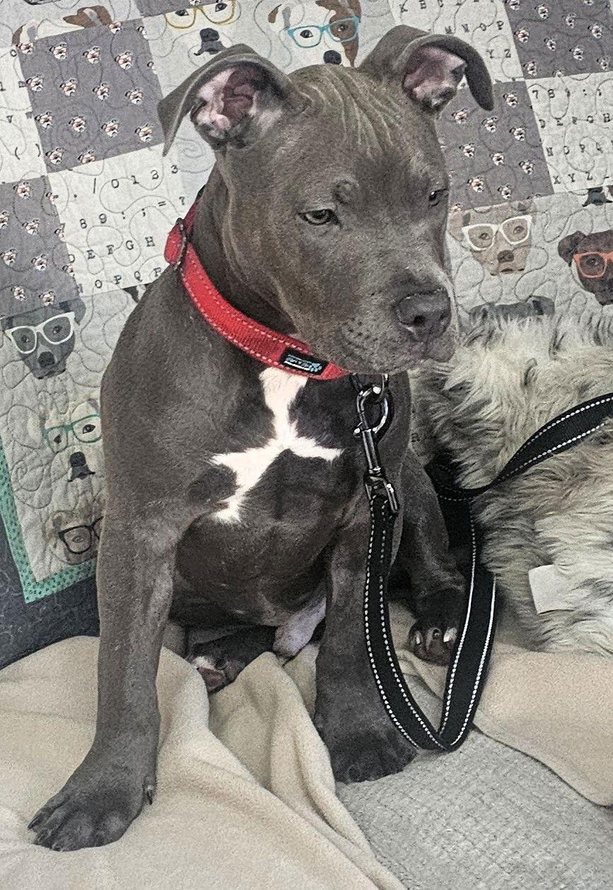 Smooch, a Adopted Pit Bull Terrier in Framingham, MA image 2/3