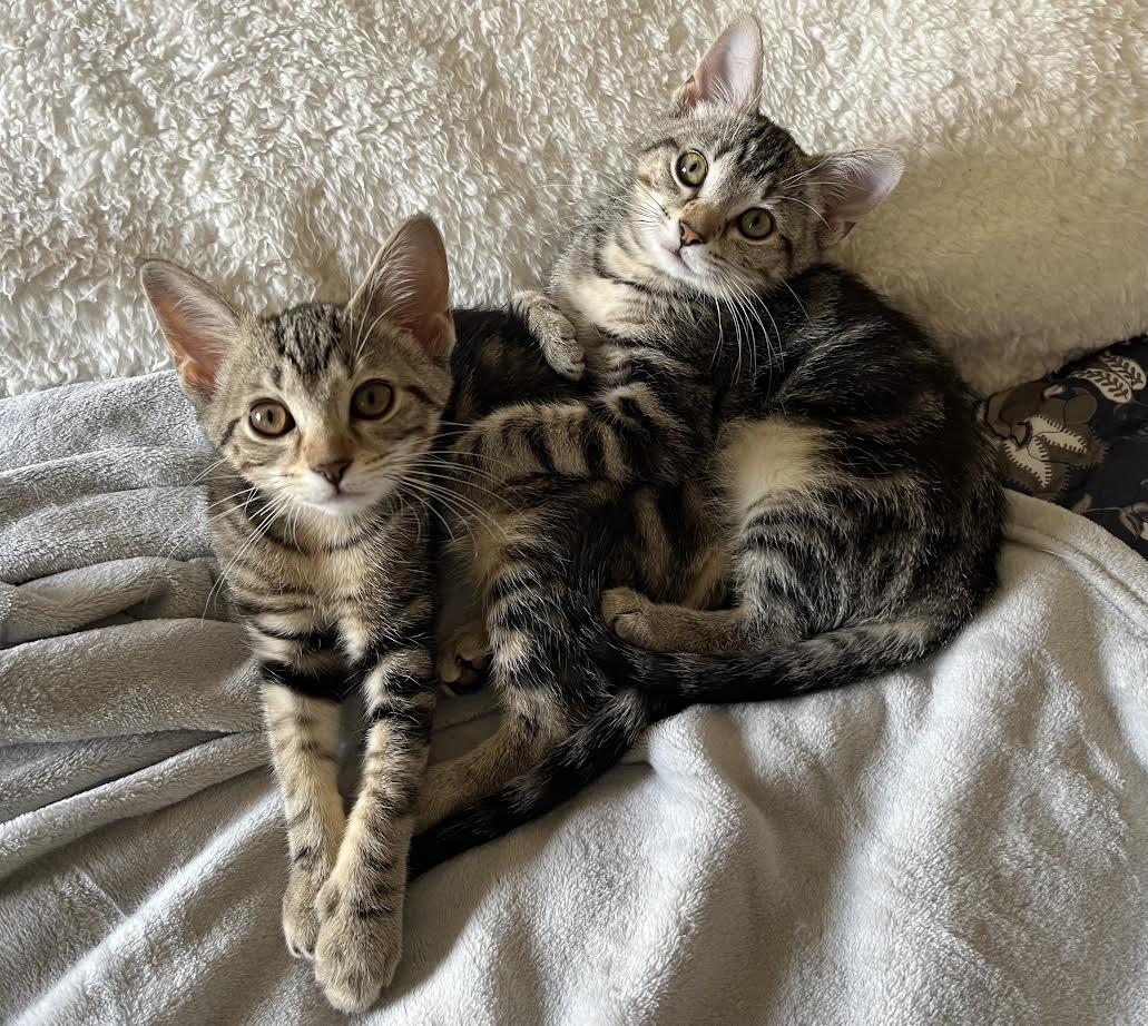 Isabel, Adopted, Kitten Female Tabby & Domestic Short Hair.