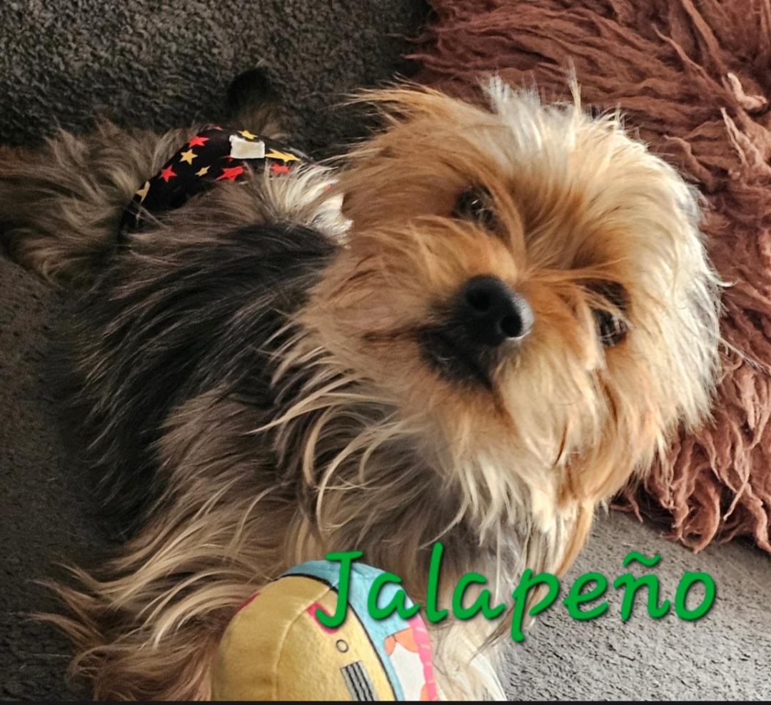 Enlarge Jalapeño, a Adoptable Yorkshire Terrier in merrillville, IN image 1/3