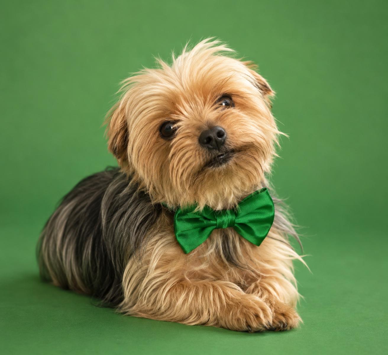 Enlarge Jalapeño, a Adoptable Yorkshire Terrier in merrillville, IN image 2/3