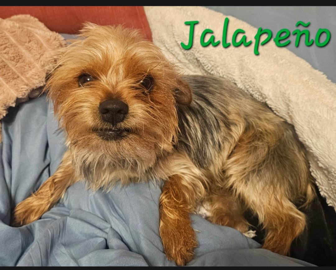 Enlarge Jalapeño, a Adoptable Yorkshire Terrier in merrillville, IN image 3/3