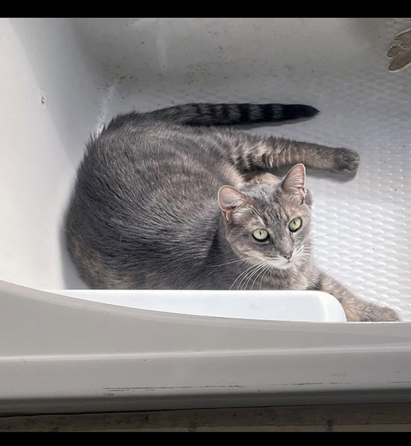 Enlarge Meadow, a Adoptable Domestic Medium Hair in Scottsdale, AZ image 1/3