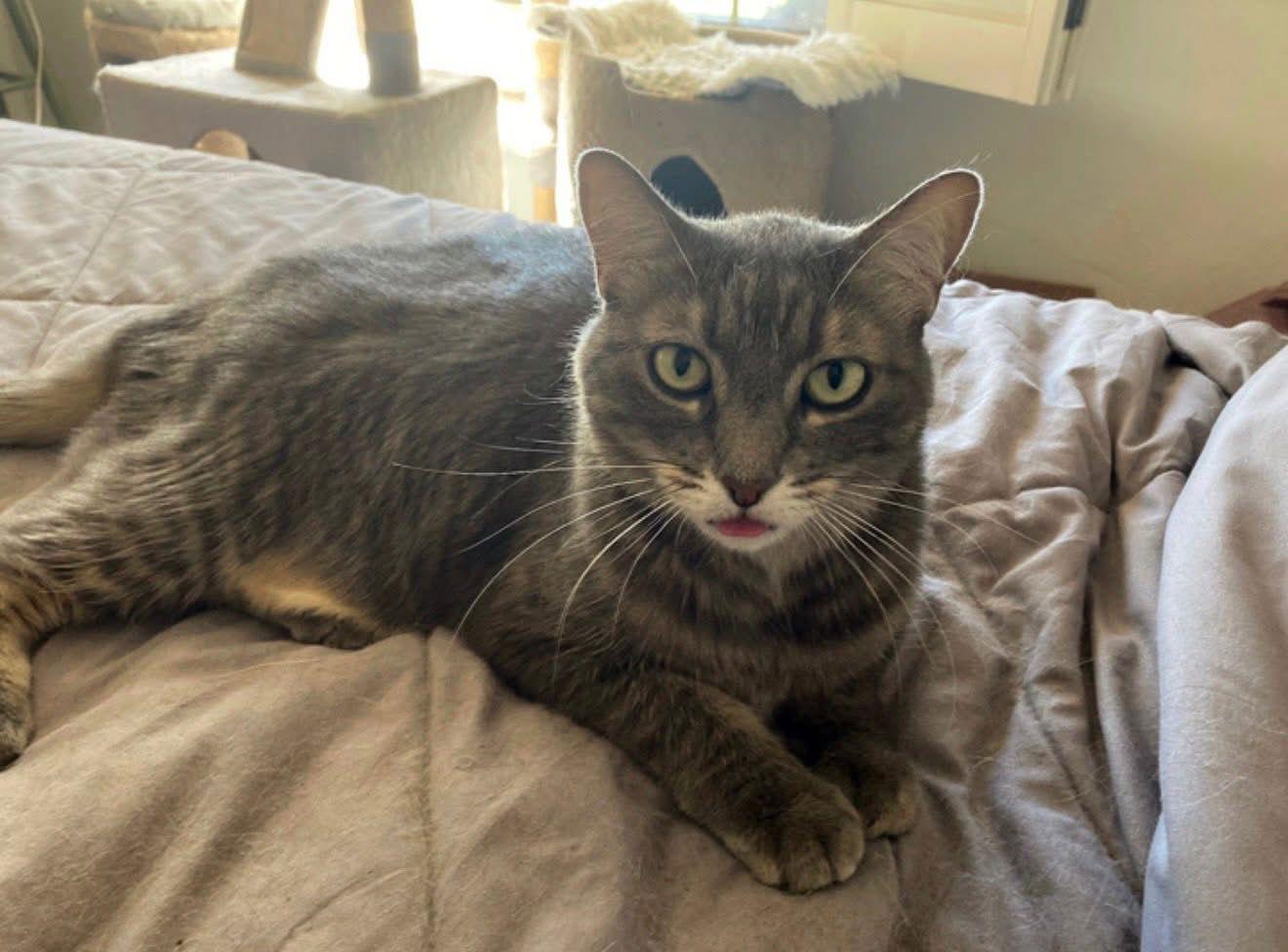 Meadow, Adoptable, Young Female Domestic Medium Hair.