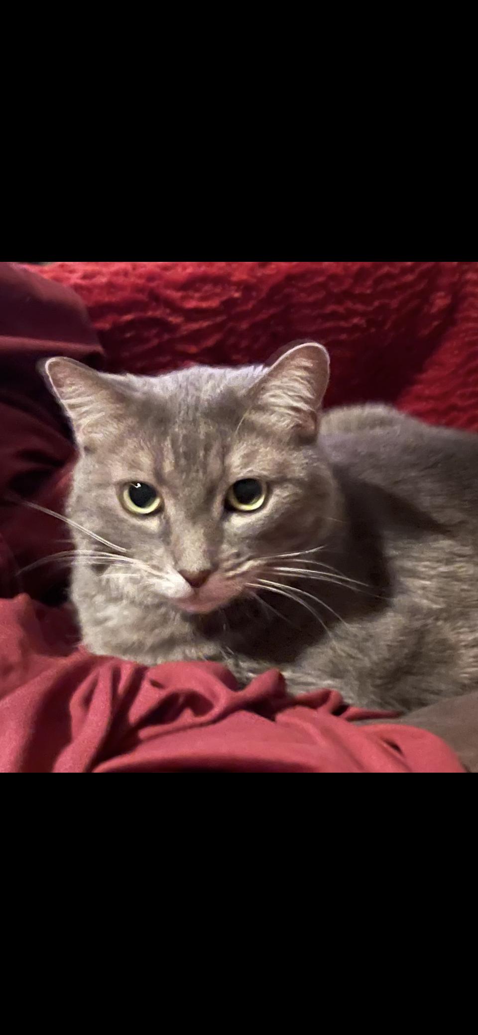 Meadow, Adoptable, Young Female Domestic Medium Hair.