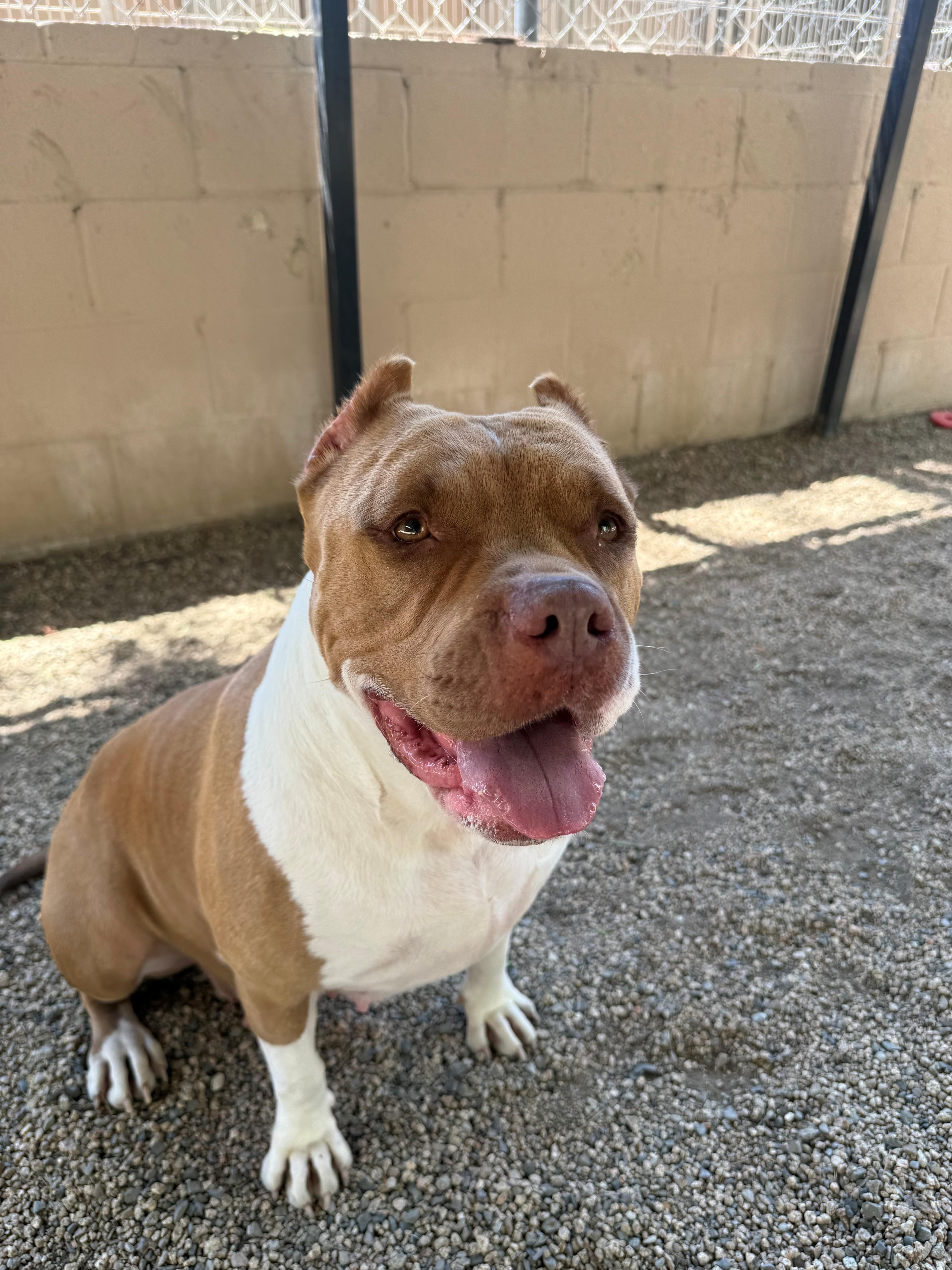 Rollie Pollie, ADOPTABLE, Adult Female American Staffordshire Terrier.