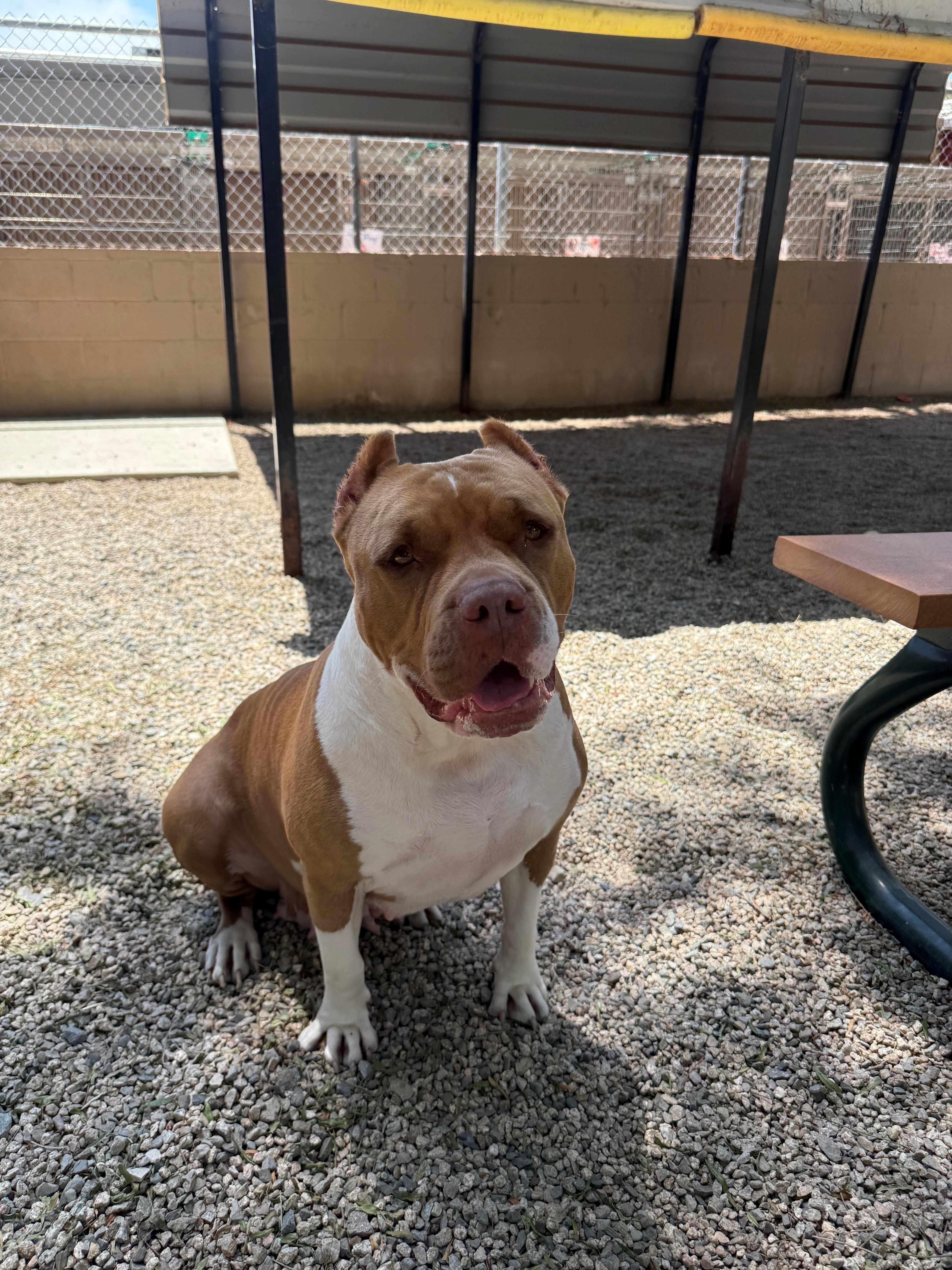 Enlarge Rollie Pollie, a ADOPTABLE American Staffordshire Terrier in Laguna Beach, CA image 2/3