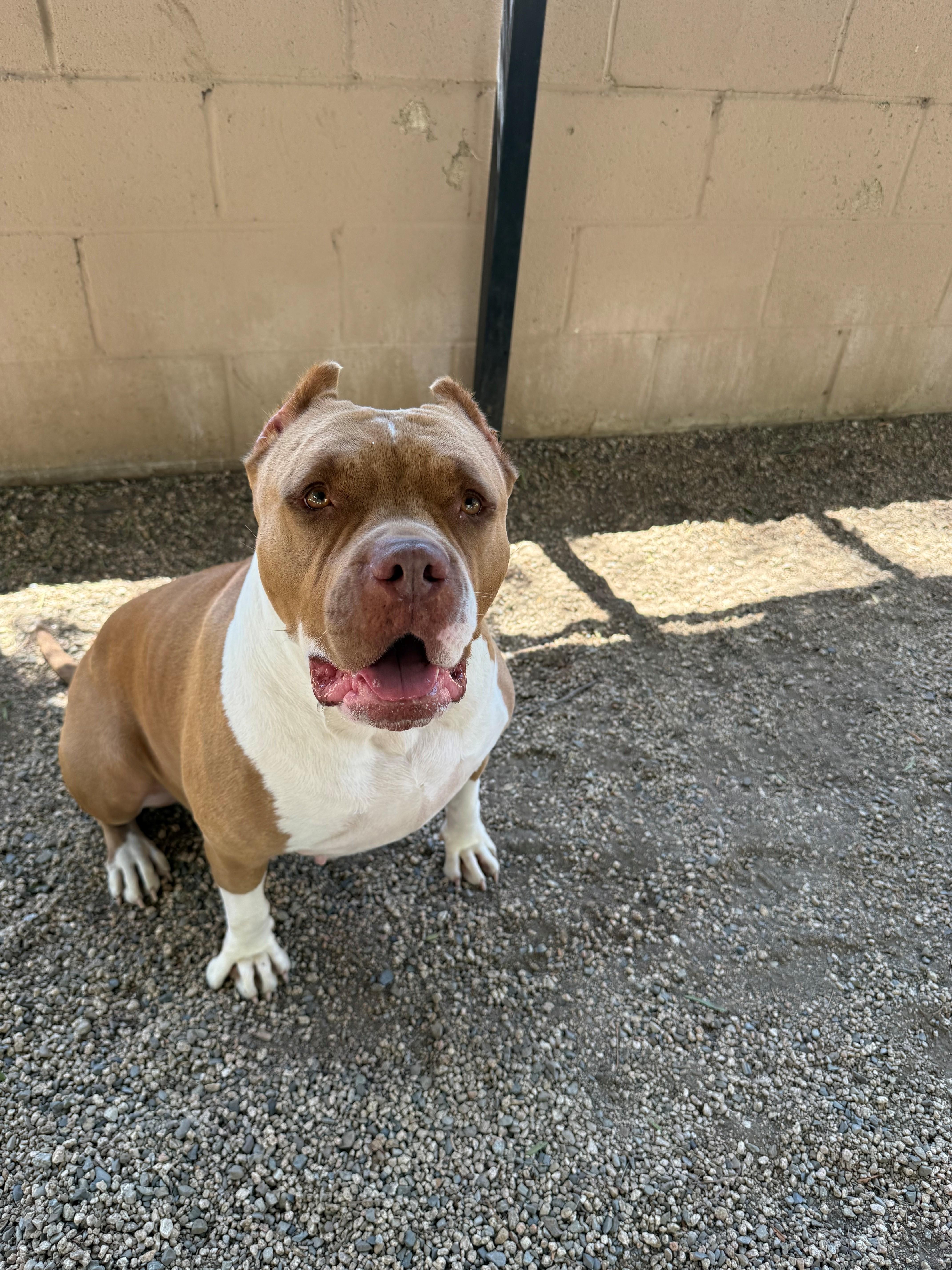 Enlarge Rollie Pollie, a ADOPTABLE American Staffordshire Terrier in Laguna Beach, CA image 3/3