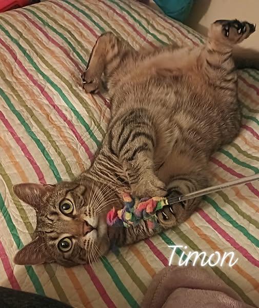 Timon, a Adoptable Domestic Short Hair in Gonic, NH image 1/3