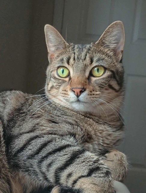 Timon, a Adoptable Domestic Short Hair in Gonic, NH image 2/3