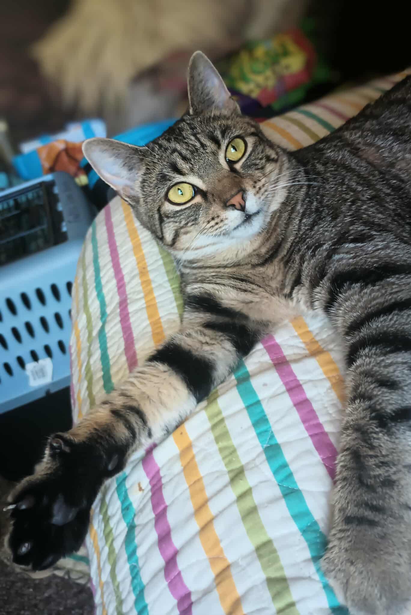 Timon, a Adoptable Domestic Short Hair in Gonic, NH image 3/3