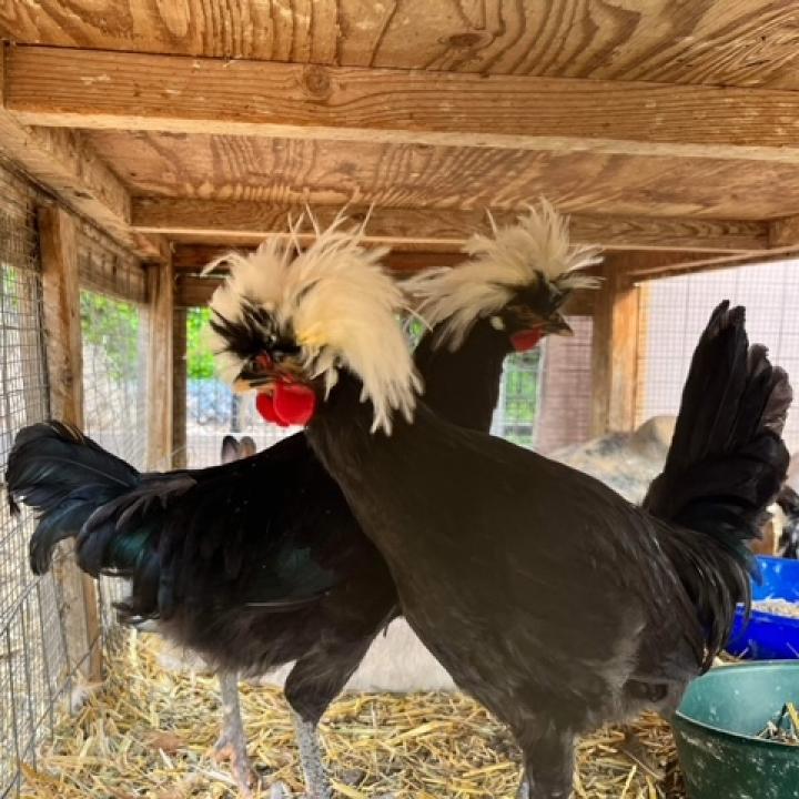Jerry, Adoptable, Adult Male Chicken & Chicken, DomesticMix.