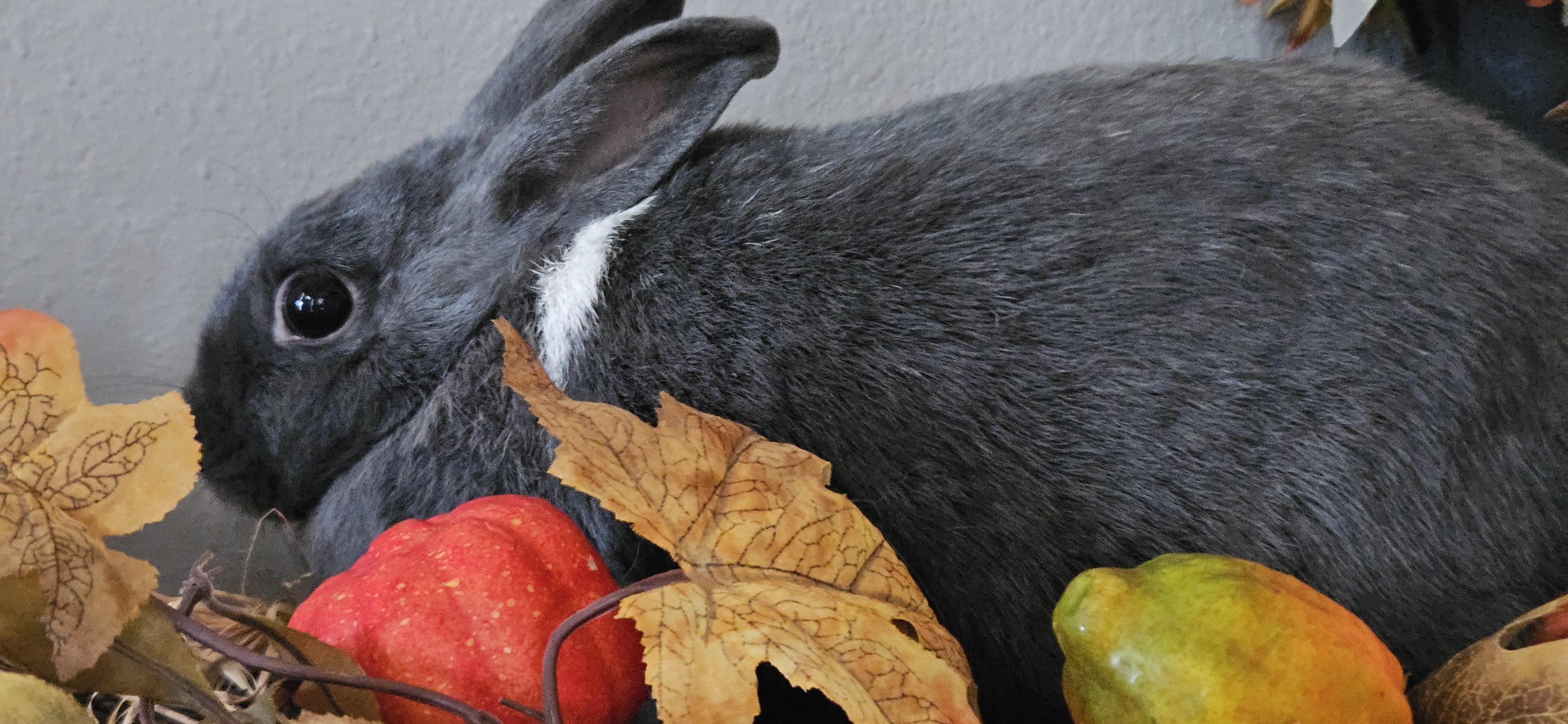 Enlarge Smokie, a Adoptable mixed breed in FOLEY, AL image 3/3