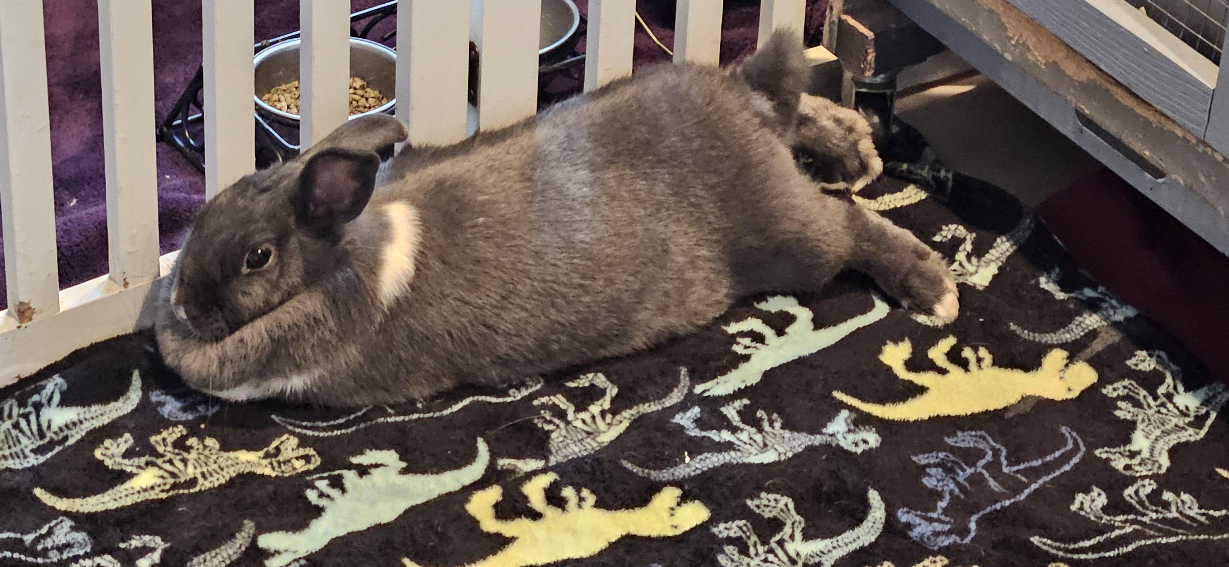 Smokie, Adoptable, Adult Female Netherland Dwarf & Dutch.