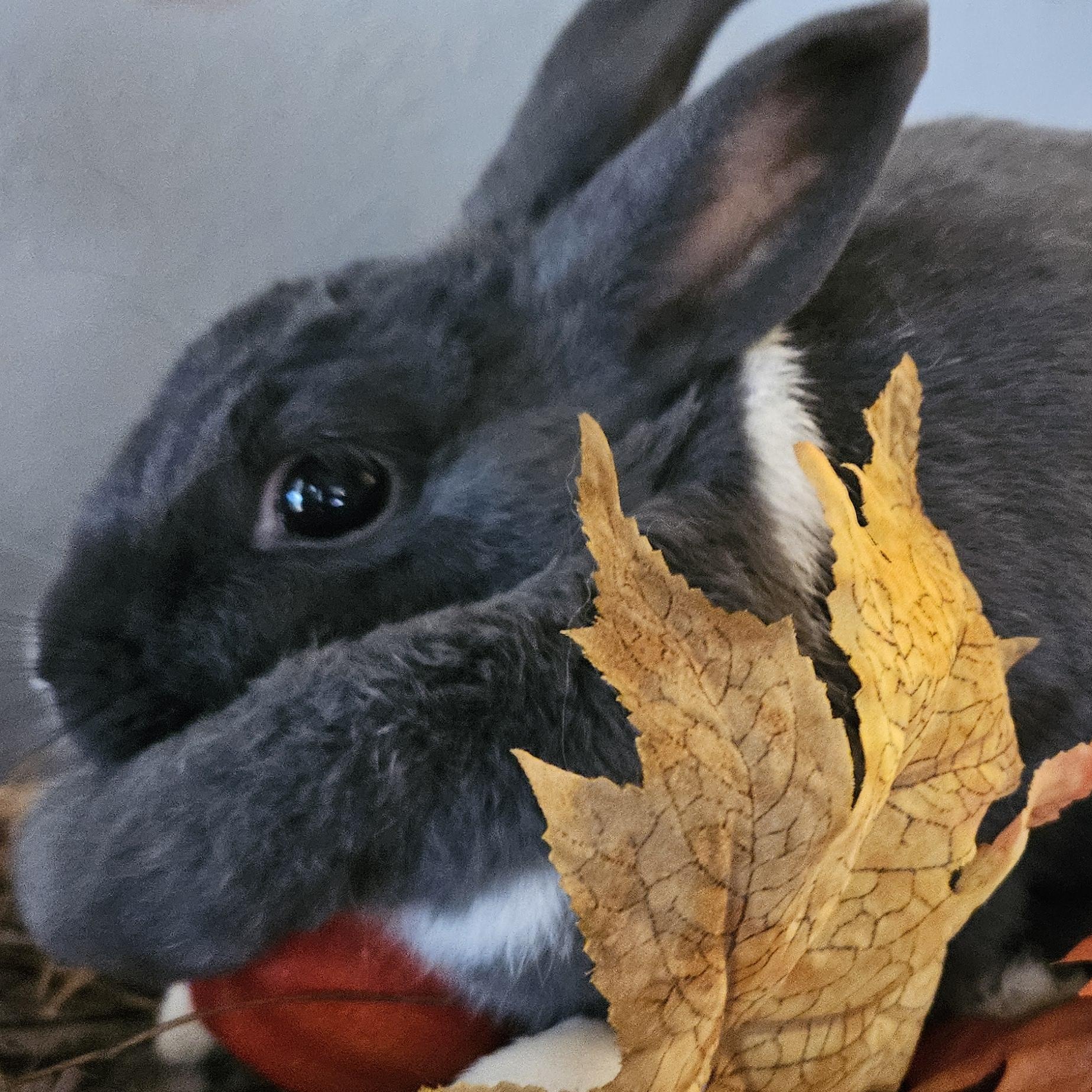 Enlarge Smokie, a Adoptable mixed breed in FOLEY, AL image 1/3