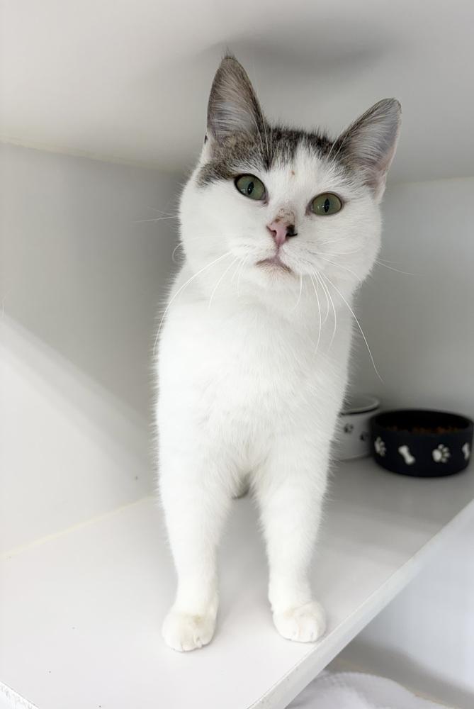 Snowy, Adoptable, Adult Female Domestic Short Hair.