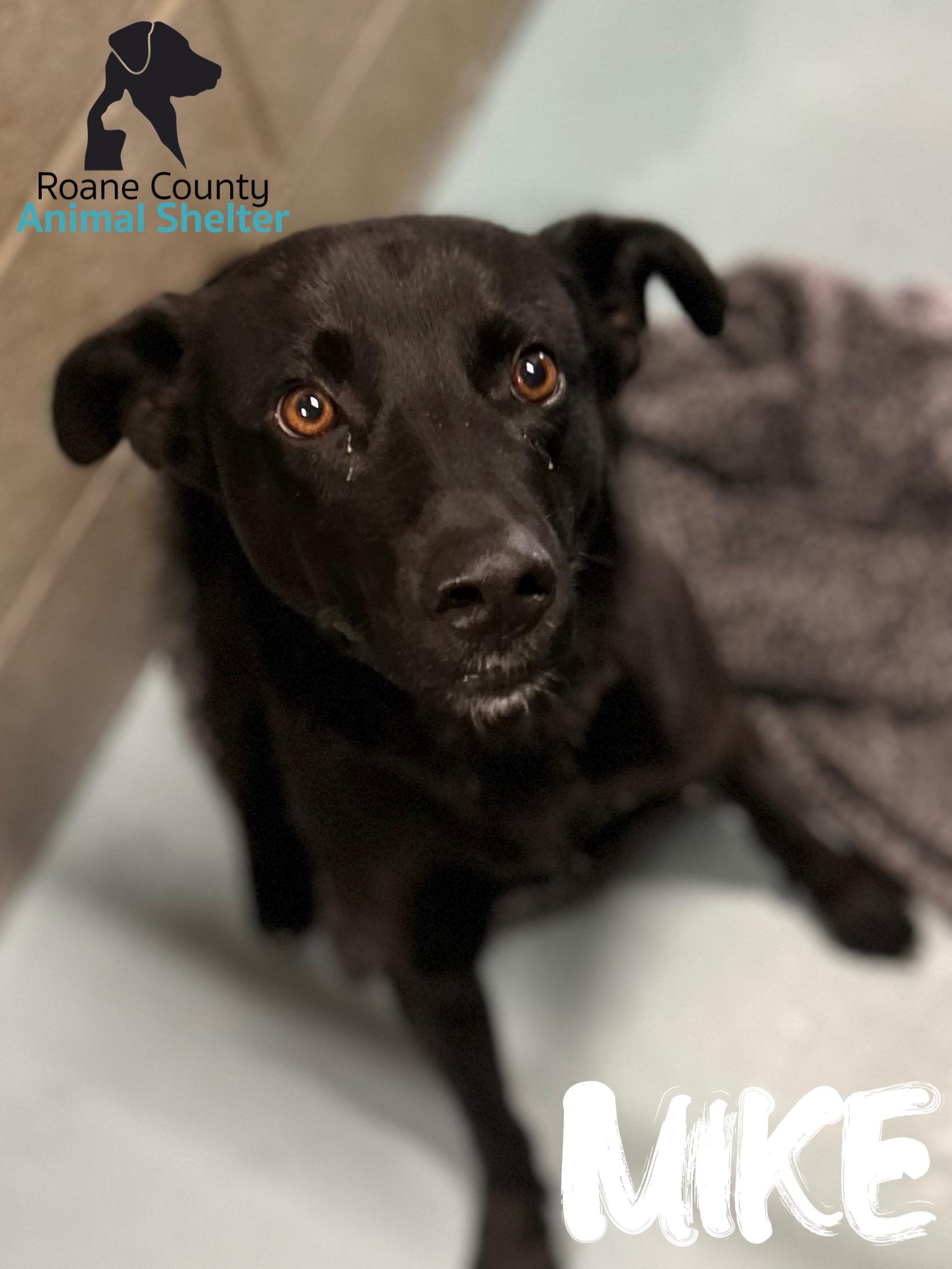 Mike, adopted, Adult Male Black Labrador Retriever.
