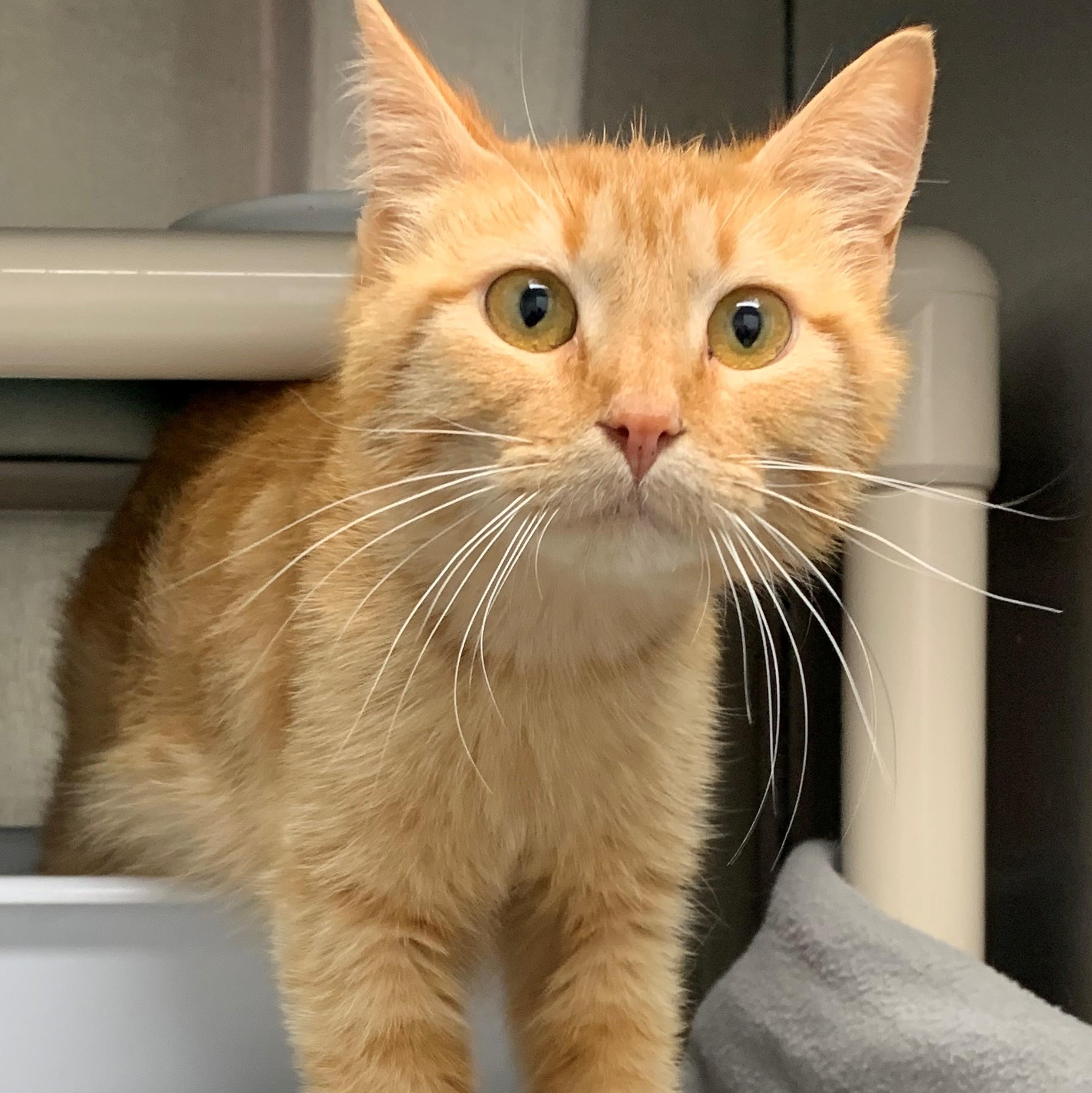 Taylor, Young Female Domestic Short Hair