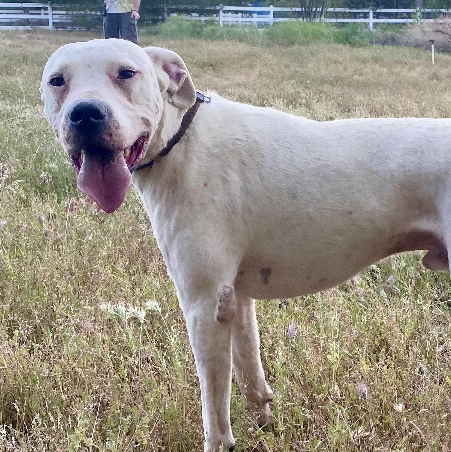 Bruce, a Adoptable mixed breed in Acton, CA image 2/2