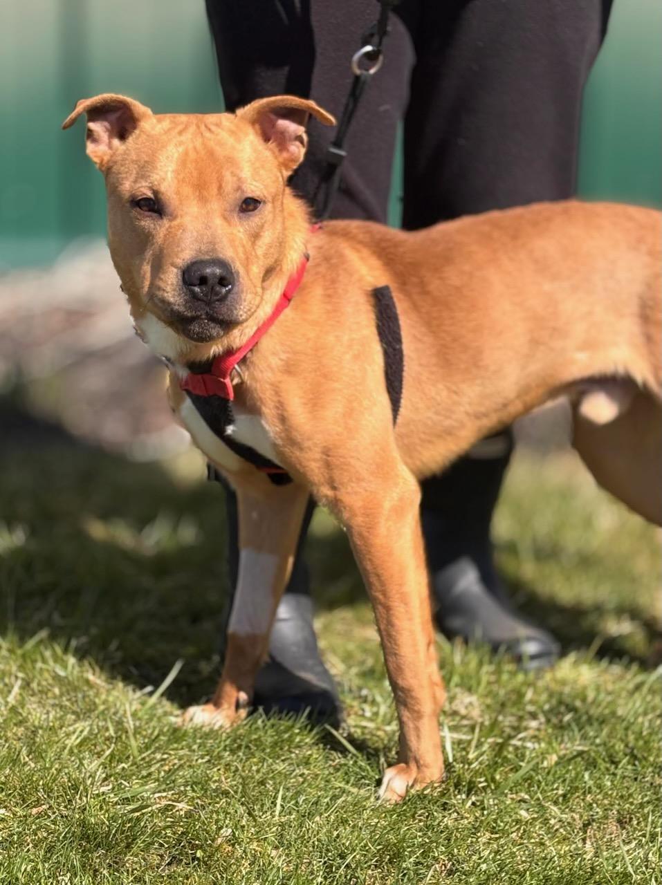 Enlarge Charlie, a Adoptable mixed breed in Batavia, NY image 1/1