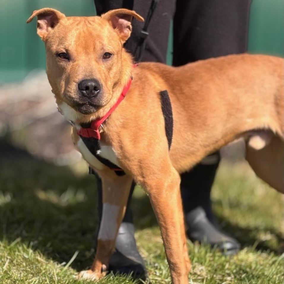 Enlarge Charlie, a Adoptable mixed breed in Batavia, NY image 1/1