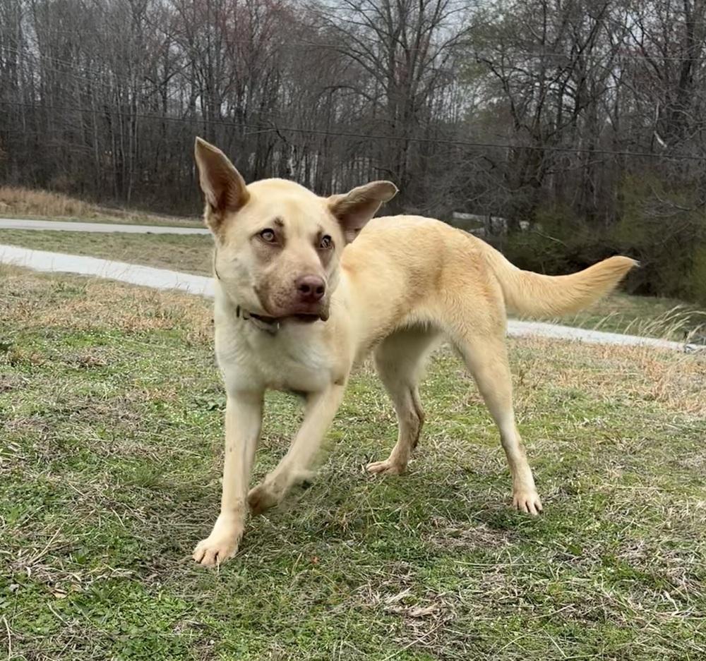 Enlarge SUMMER, a Adoptable mixed breed in Lexington, TN image 1/6
