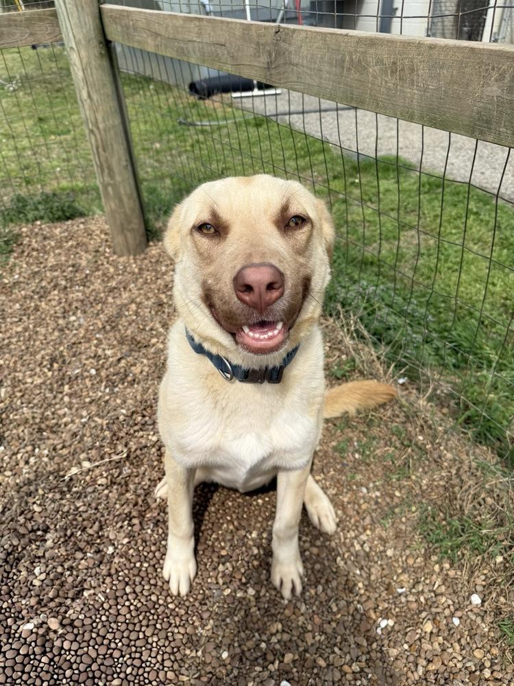 Enlarge SUMMER, a Adoptable mixed breed in Lexington, TN image 3/6