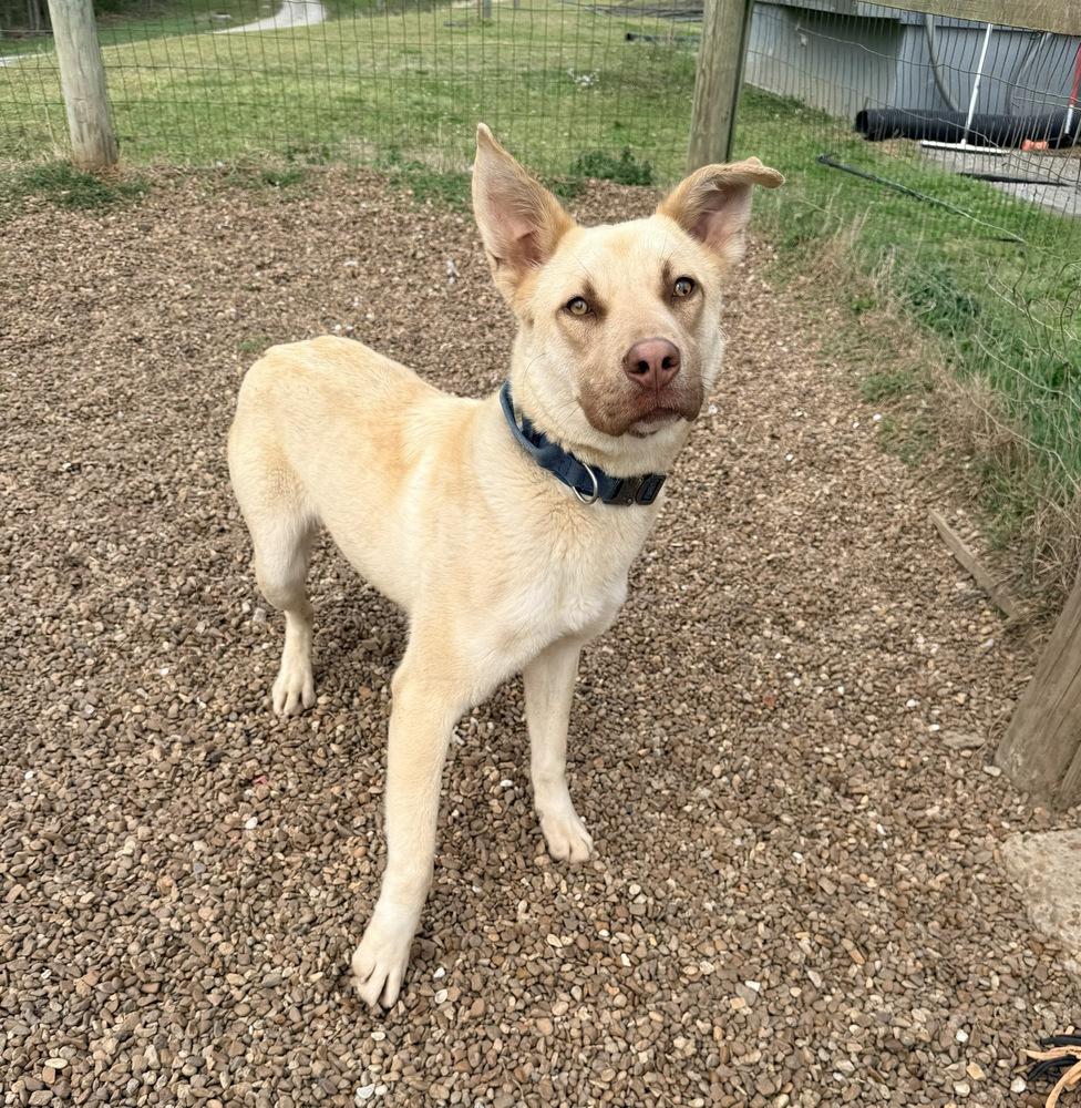 Enlarge SUMMER, a Adoptable mixed breed in Lexington, TN image 4/6