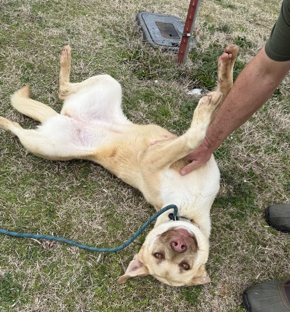 Enlarge SUMMER, a Adoptable mixed breed in Lexington, TN image 6/6