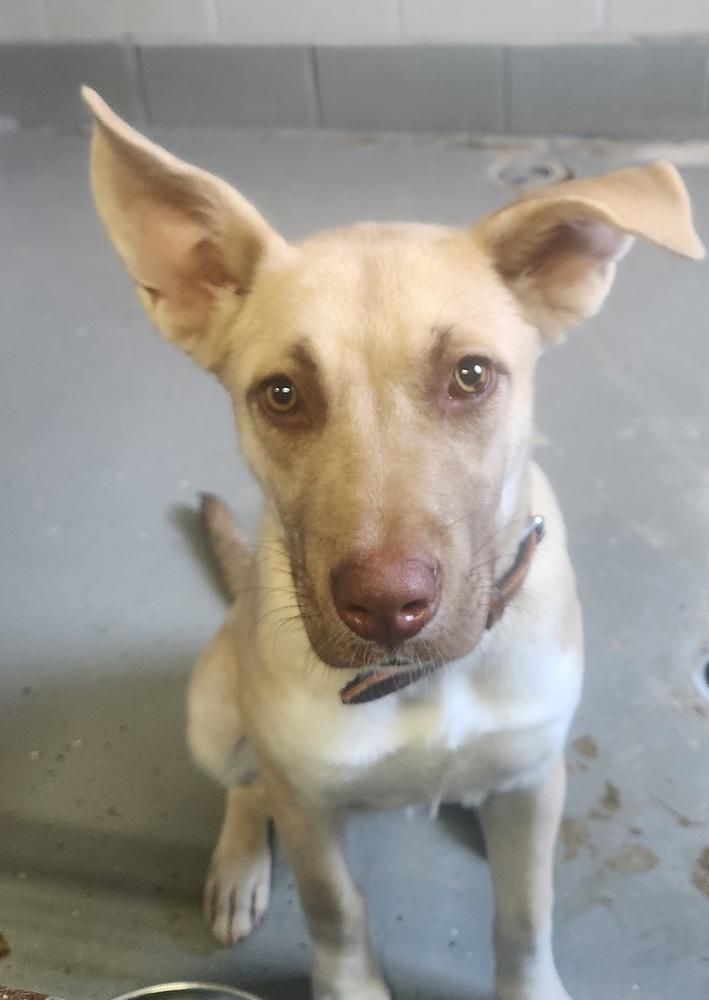 Enlarge SUMMER, a Adoptable mixed breed in Lexington, TN image 1/1