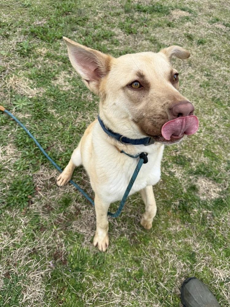 Enlarge SUMMER, a Adoptable mixed breed in Lexington, TN image 6/6