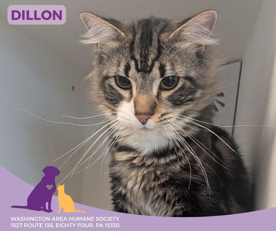 Dillon, ADOPTABLE, Adult Male Domestic Medium Hair.