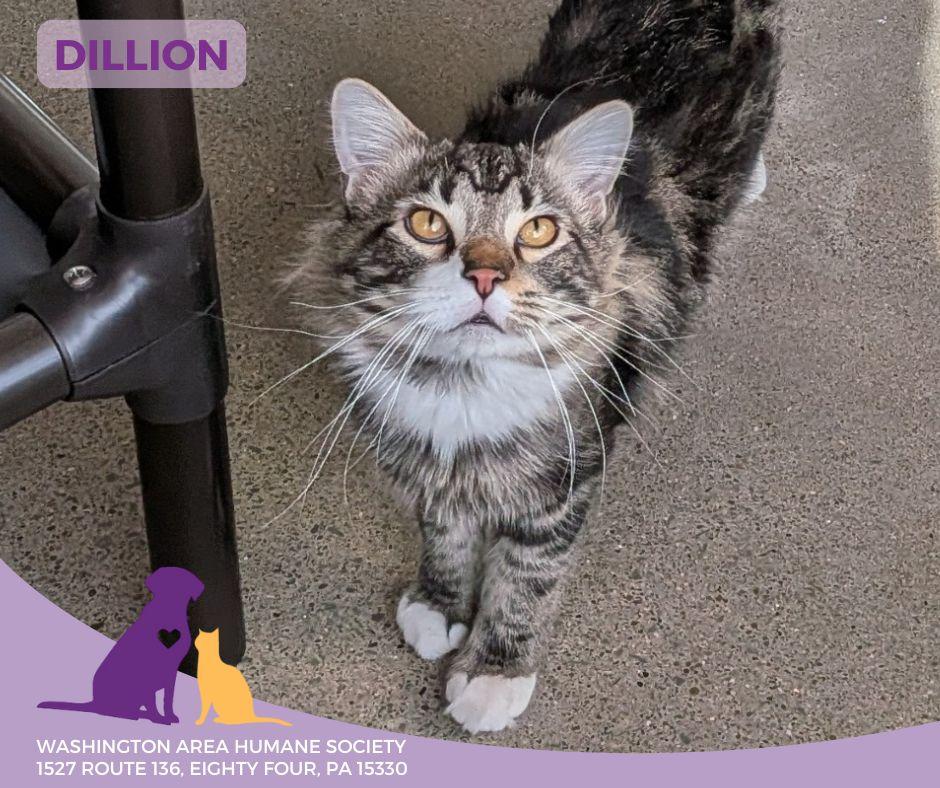 Enlarge Dillon, a ADOPTABLE mixed breed in Eighty Four, PA image 2/3