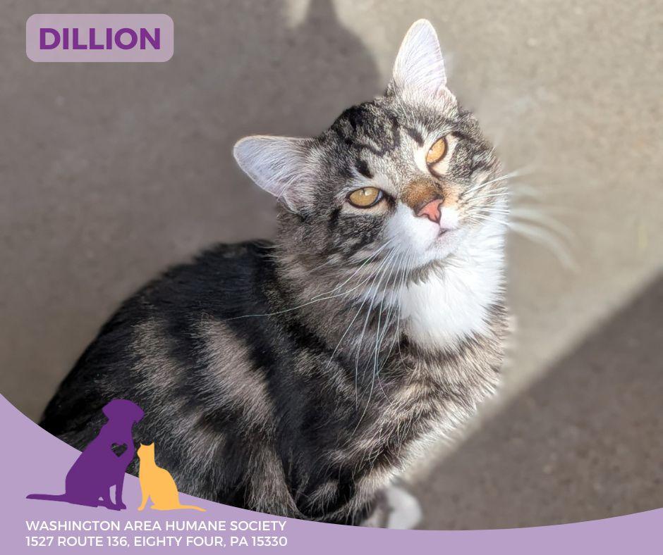 Enlarge Dillon, a ADOPTABLE mixed breed in Eighty Four, PA image 1/3