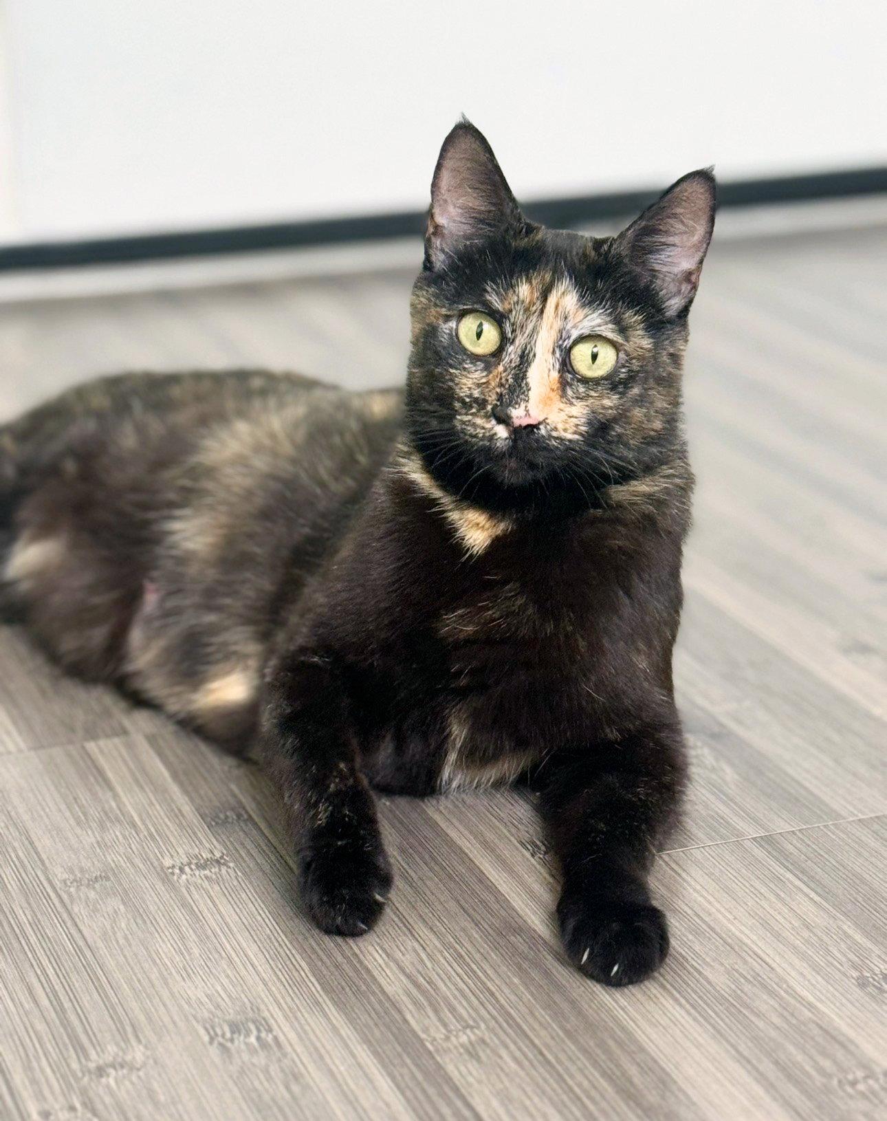 Dottie, a Adoptable Tortoiseshell in Alameda, CA image 1/3