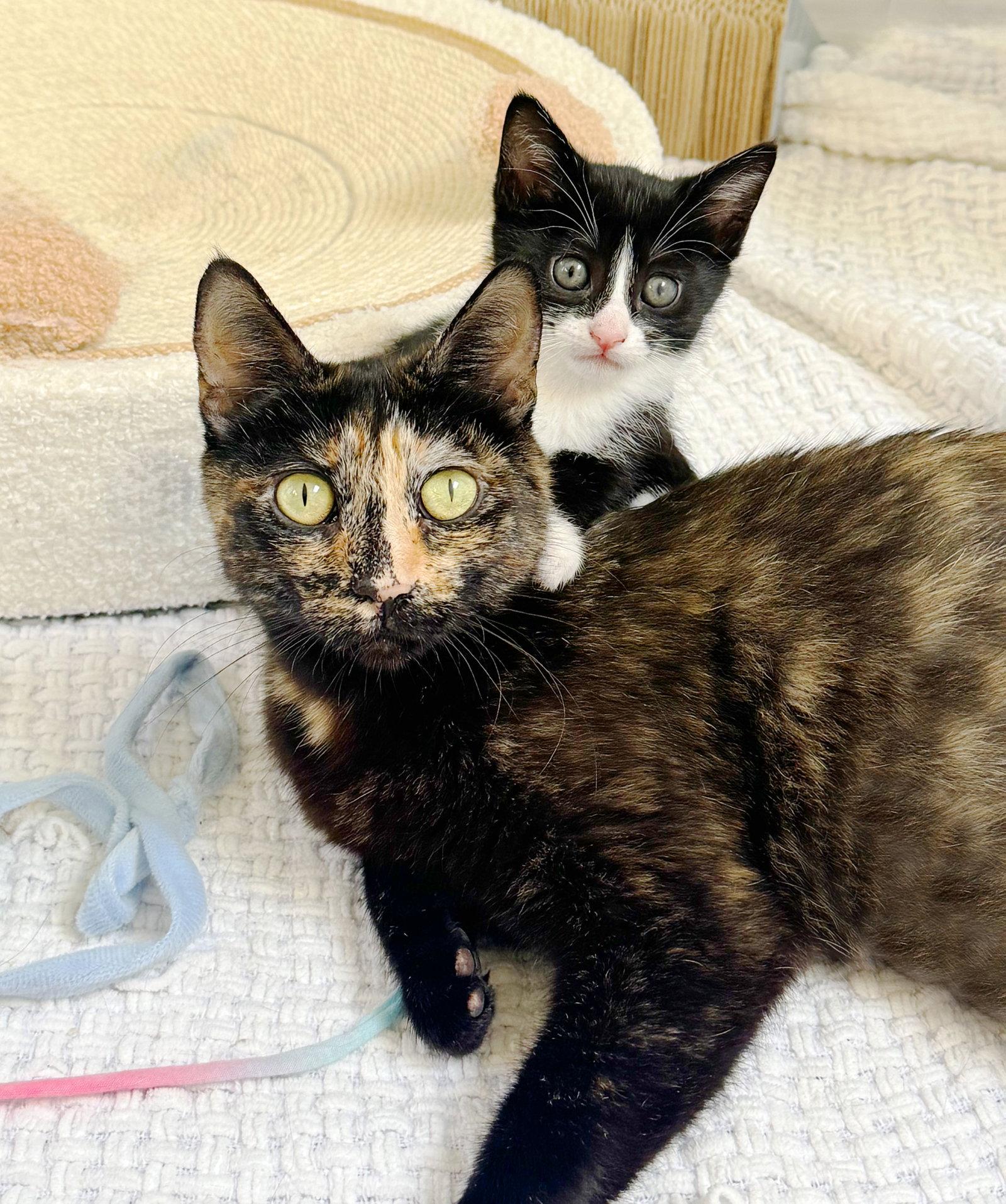 Dottie, a Adoptable Tortoiseshell in Alameda, CA image 2/3
