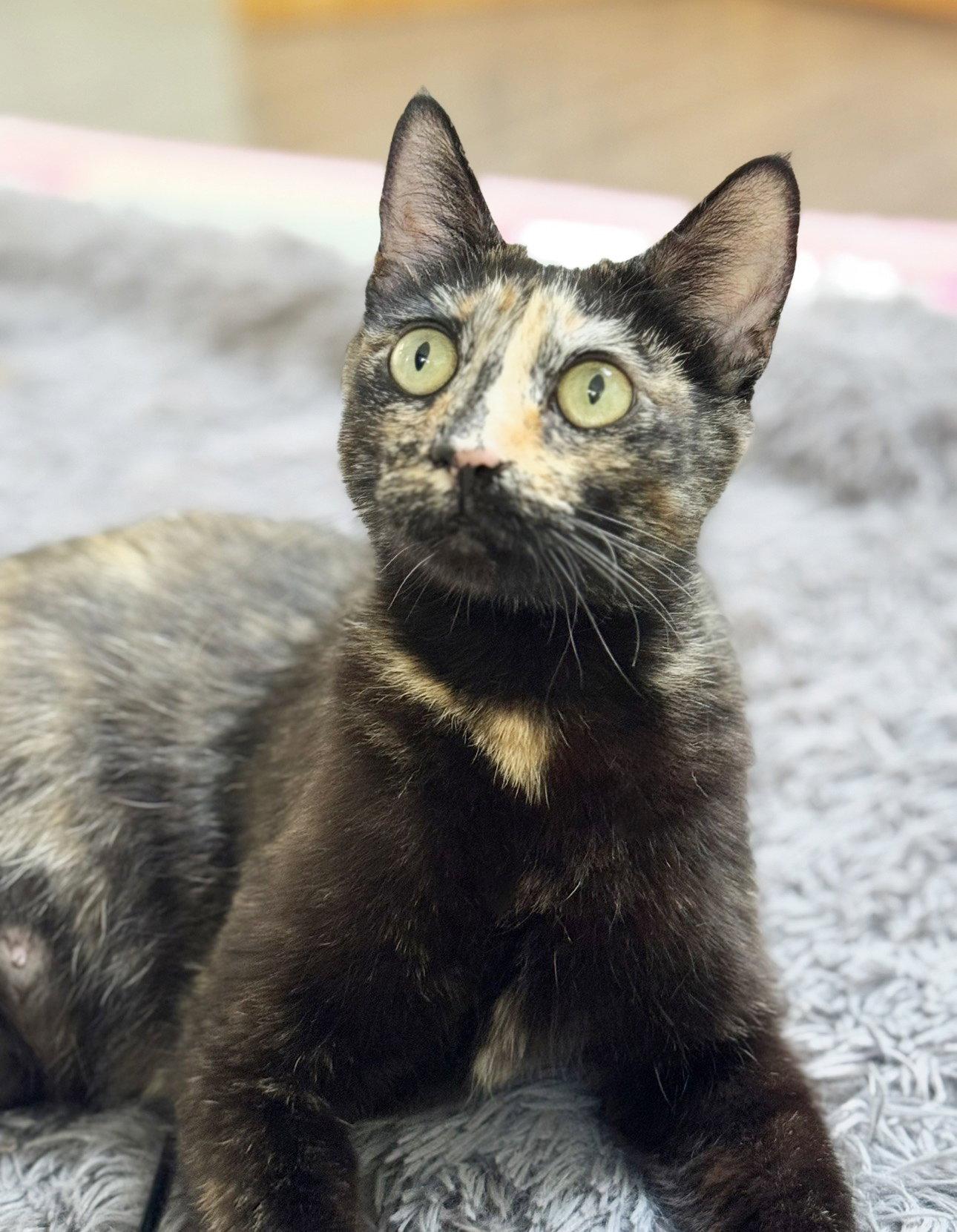 Dottie, a Adoptable Tortoiseshell in Alameda, CA image 3/3