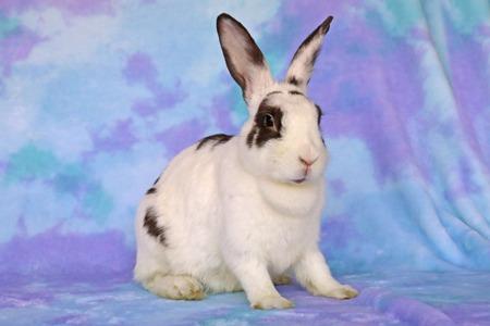 Elinor, Adoptable, Young Female English Spot.