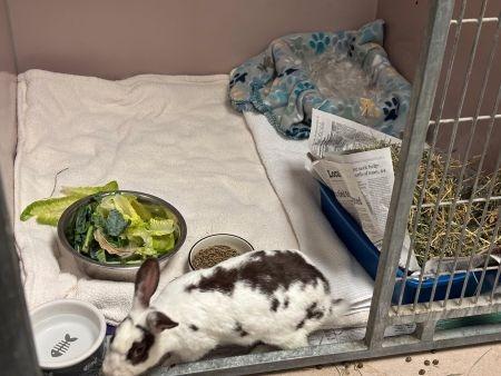 Enlarge Elinor, a Adoptable English Spot in Scotts Valley, CA image 2/5