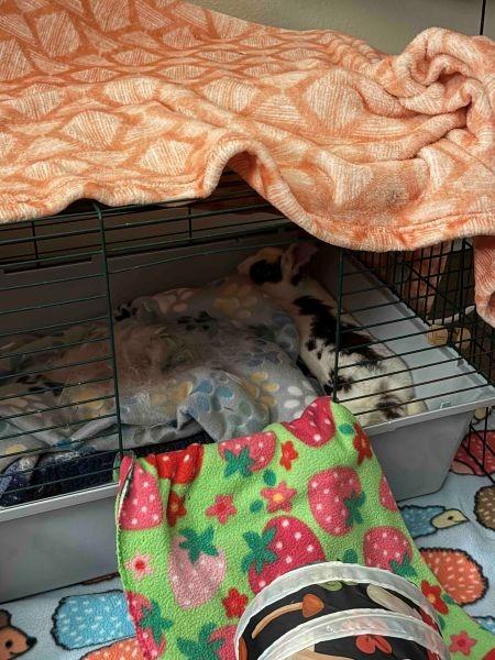 Enlarge Elinor, a Adoptable English Spot in Scotts Valley, CA image 4/5