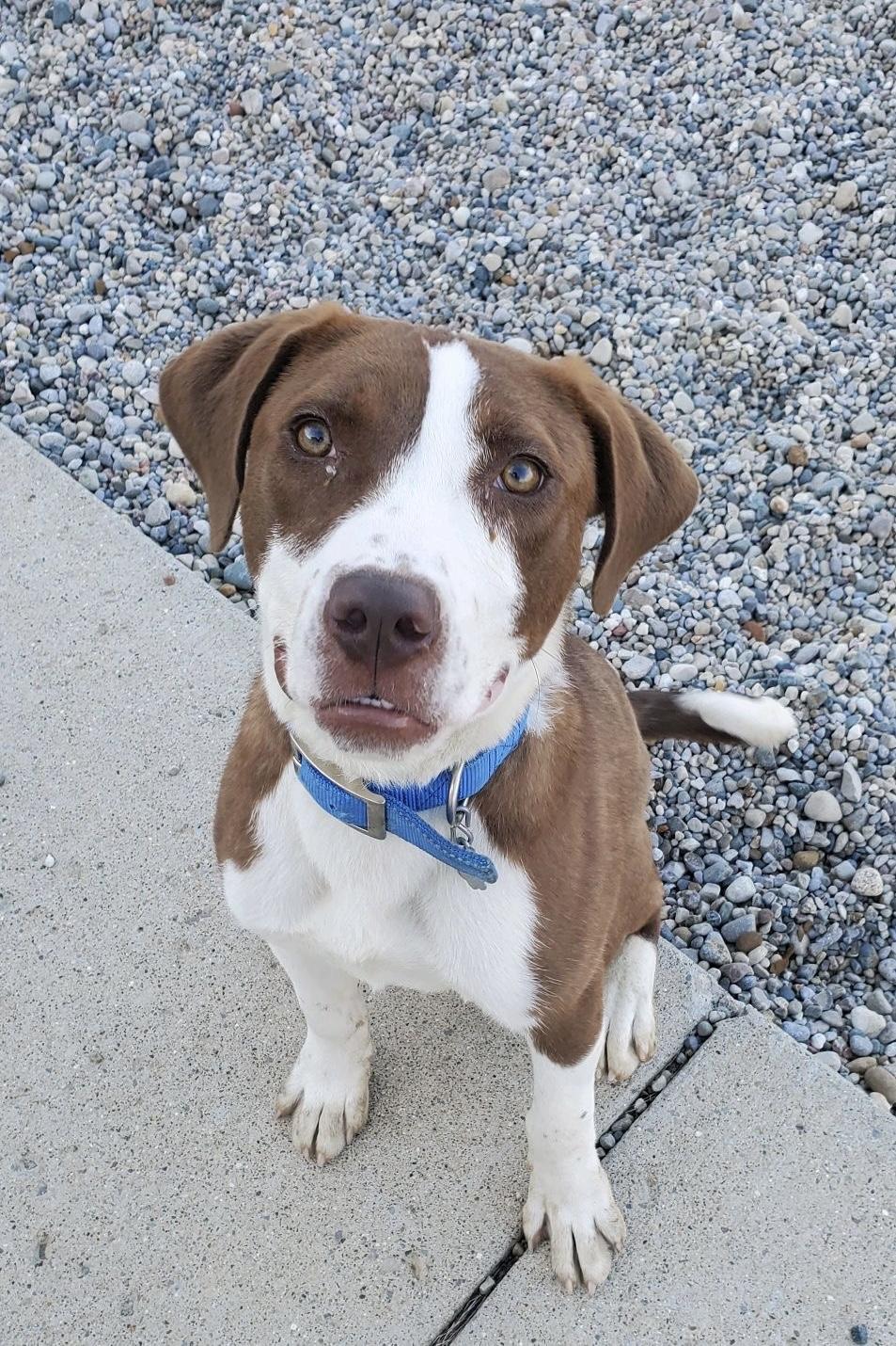 Enlarge Jelly, a Adoptable mixed breed in Oxford, MI image 5/5