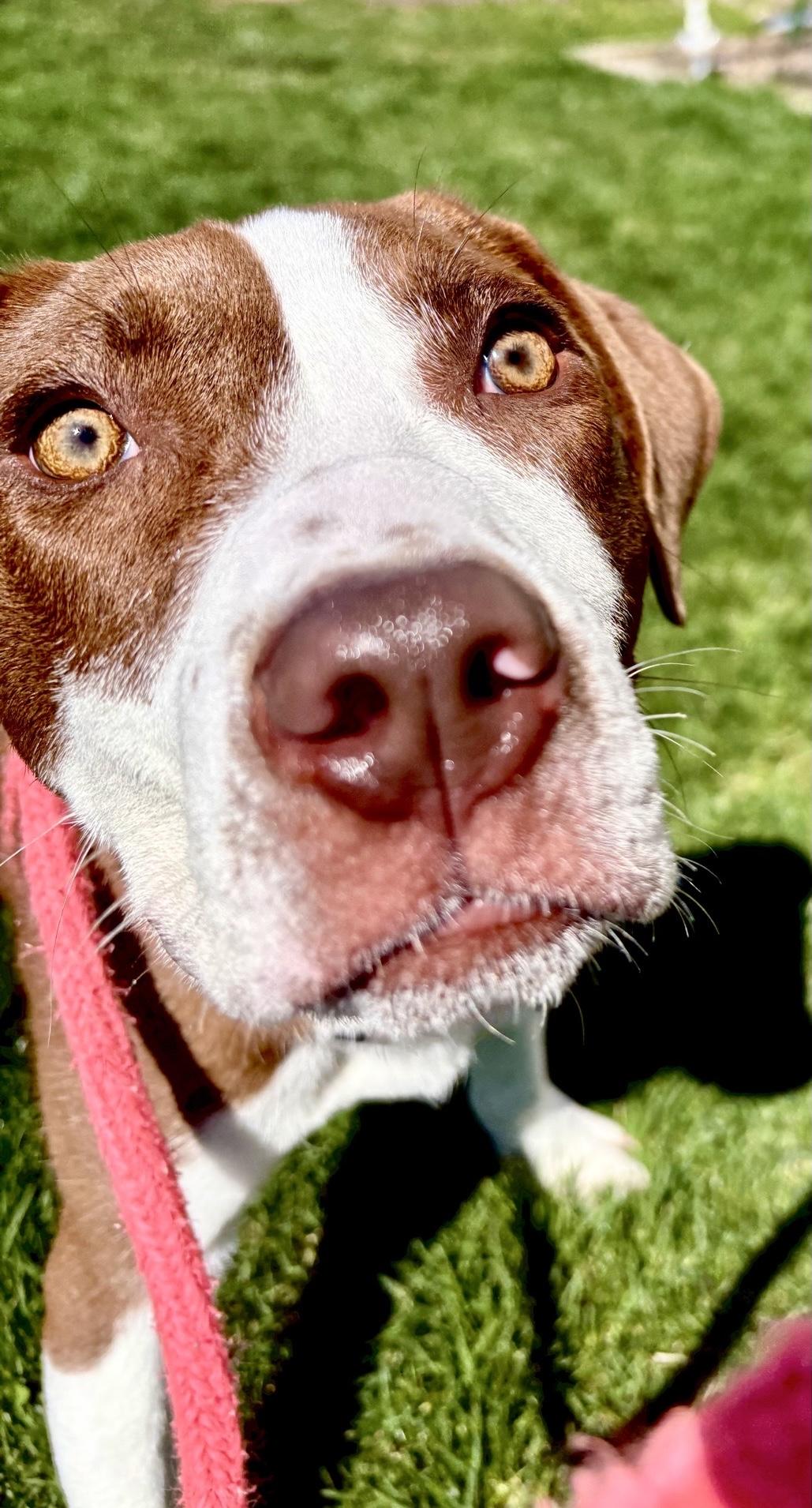 Enlarge Jelly, a Adoptable mixed breed in Oxford, MI image 4/5