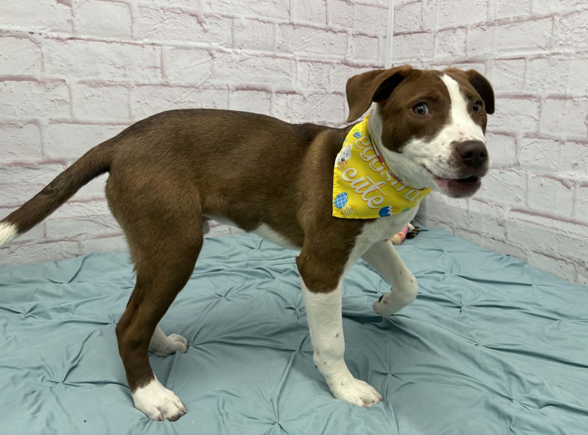 Enlarge Jelly, a Adoptable mixed breed in Oxford, MI image 3/5