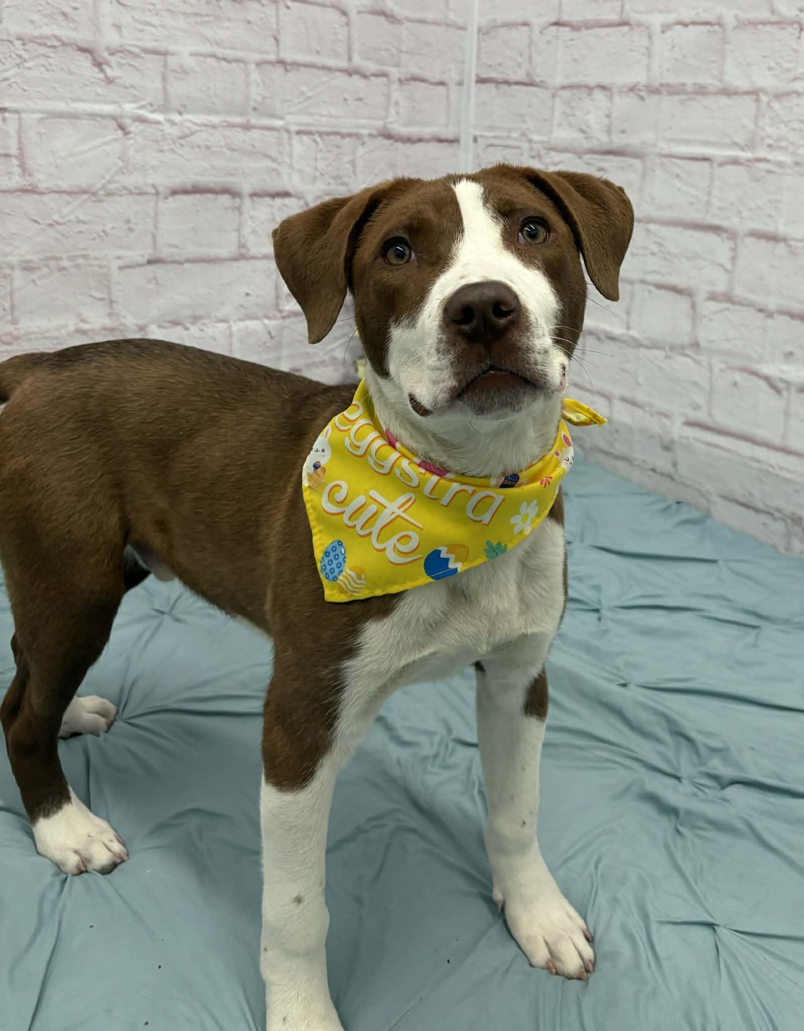 Jelly, Adoptable, Puppy Male Labrador Retriever & Beagle.