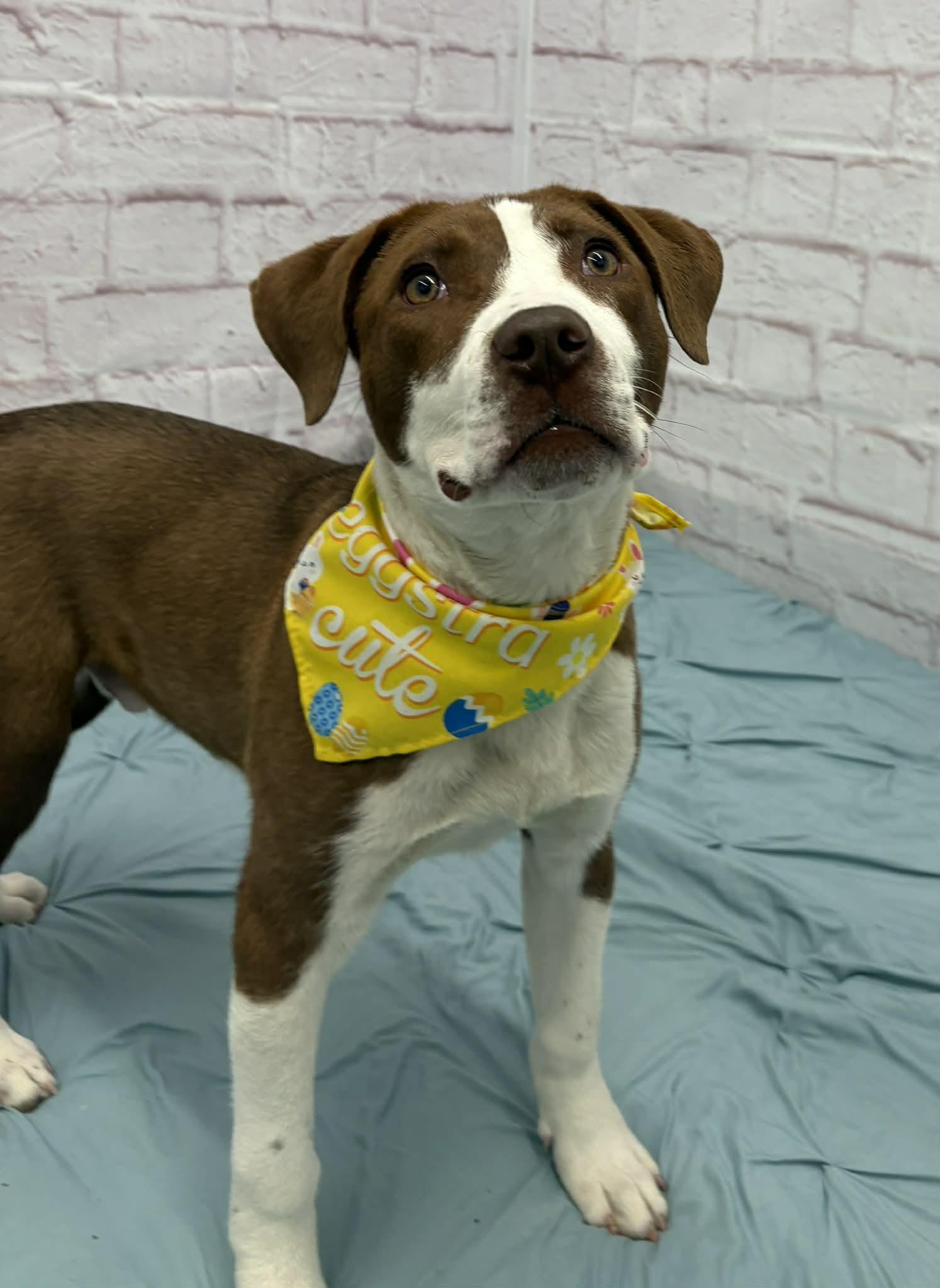 Enlarge Jelly, a Adoptable mixed breed in Oxford, MI image 2/5