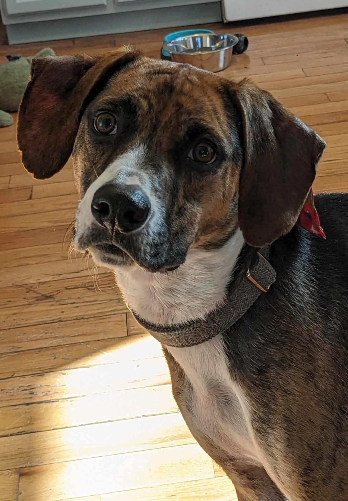 Odin, Adoptable, Young Male Beagle.