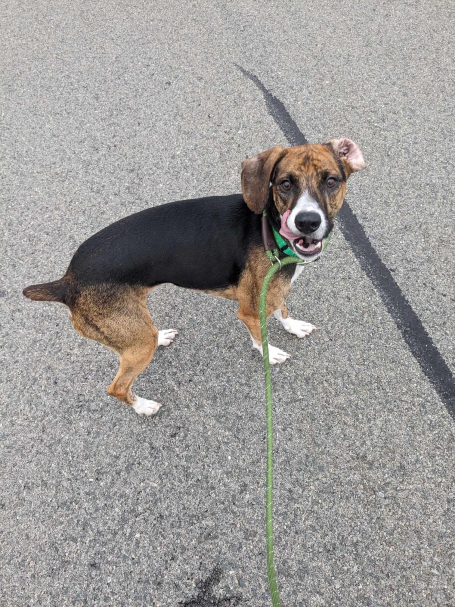 Odin, a Adoptable mixed breed in Albany, NY image 2/6