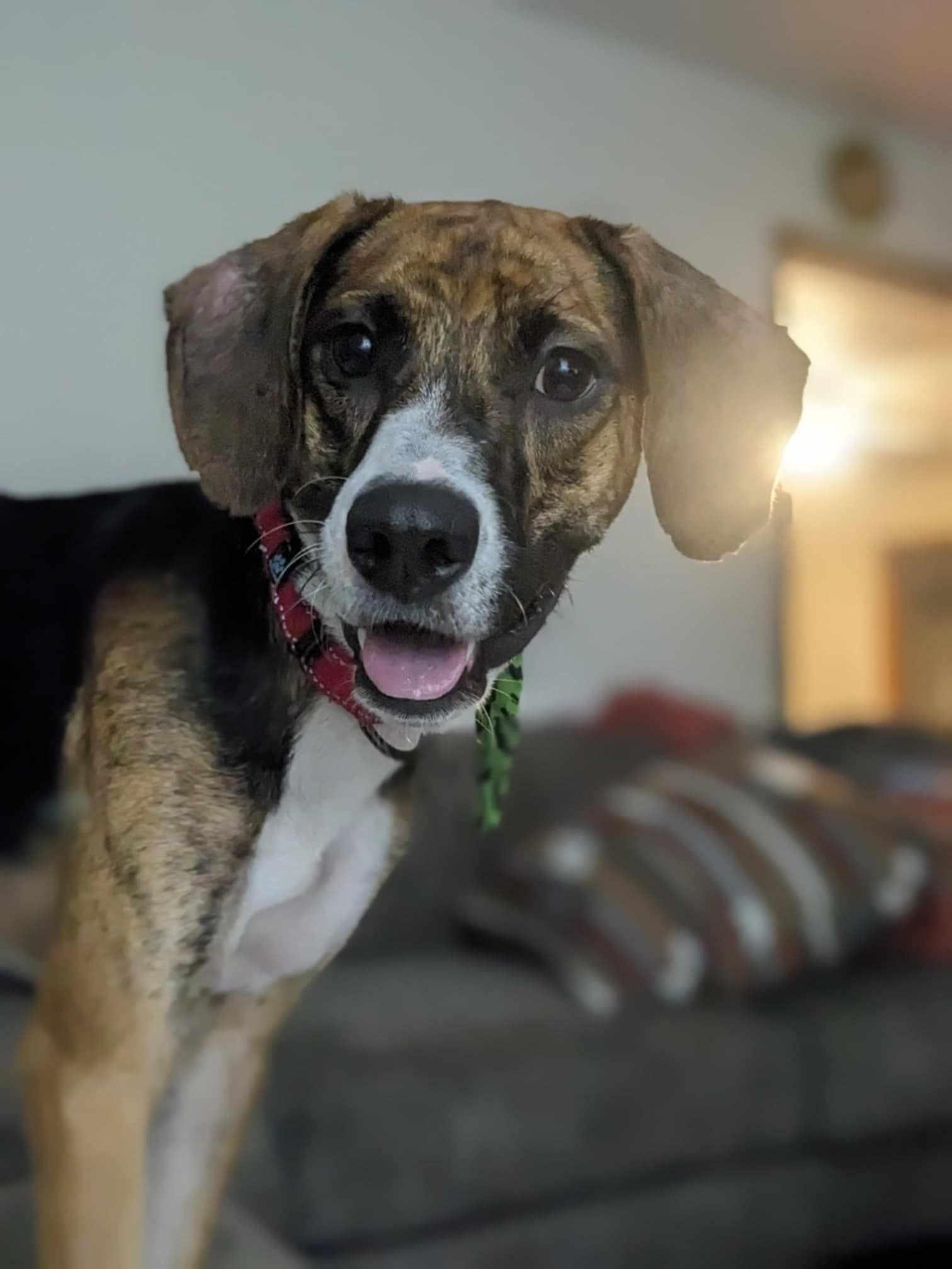 Odin, a Adoptable mixed breed in Albany, NY image 3/6